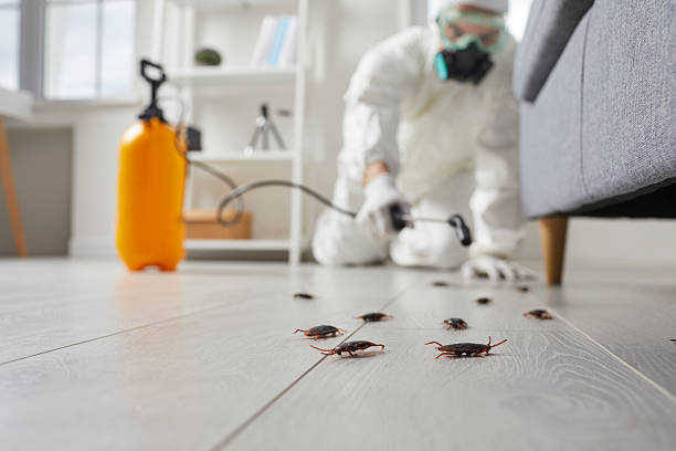 Commercial Kitchen Cockroach Control in Collierville
